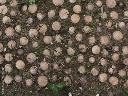Quercus sp acorns for ecological restoration
