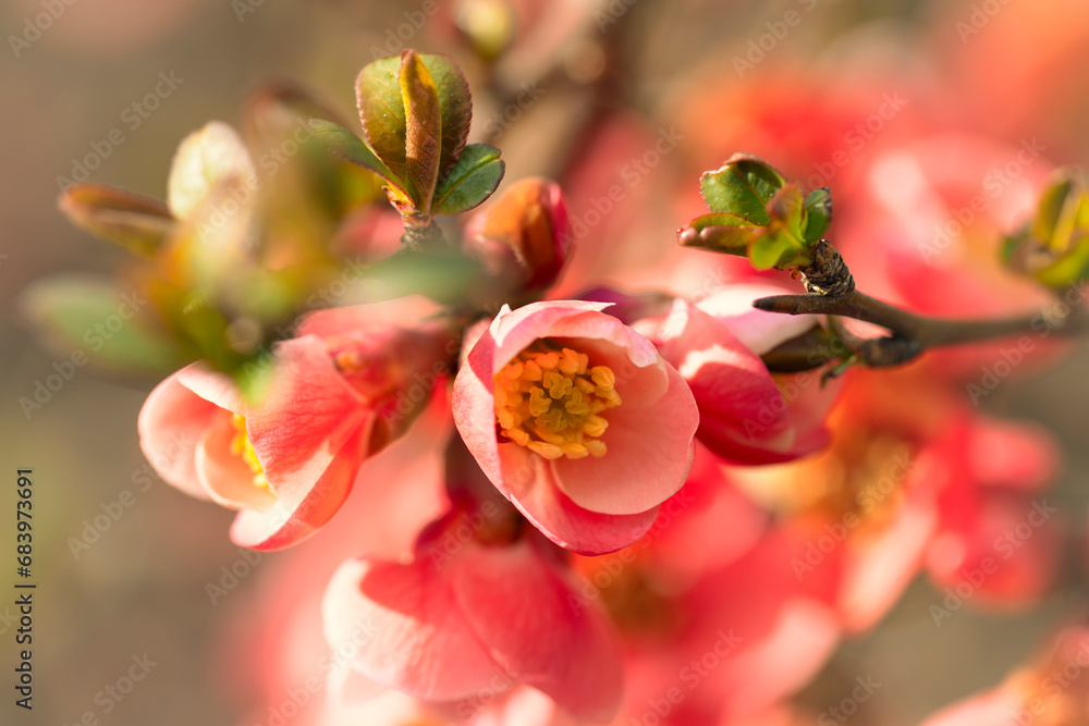 Kwiaty, kwitnący pigwowiec, sezon wiosenny - obrazy, fototapety, plakaty 