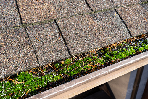 Closeup of roof gutter completely filled with debris and vibrant green moss growing on top, white granules of moss killer sprinkled over gutter
 photo
