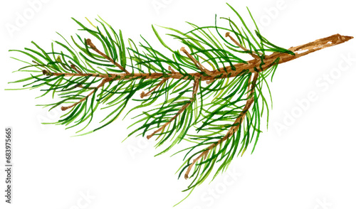Hand-painted watercolor Christmas pine branch isolated on a white background. Perfect for Christmas and New Year decorations, and season greeting cards