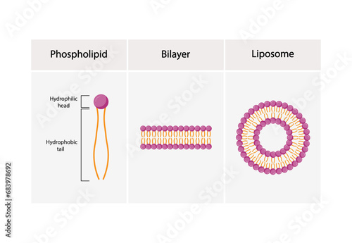Liposome and bilayer structure. Phospholipid with hydrophilic head and hydrophobic tails. Drug encapsulation. Vector illustration.