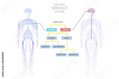 3D Isometric Flat  Conceptual Illustration of Central Nervous System, Educational Guide photo