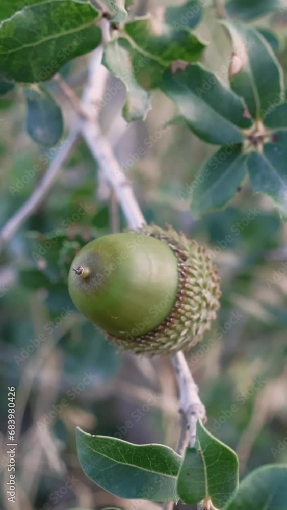 Green immature acorn of canyon live oak, a symbol of perennial growth. Canyon live oak's fruit, showcasing nature's cycle. Close-up of canyon live oak acorn, a native evergreen's bounty. Green immature acorn of canyon live oak, a symbol of perennial growth. Canyon live oak's fruit, showcasing nature's cycle. Close-up of canyon live oak acorn, a native evergreen's bounty.