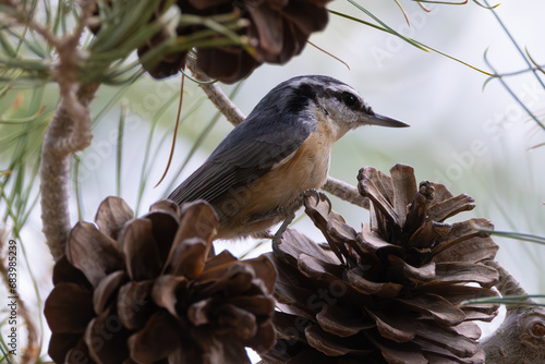 Canvas Print Red-Breasted Nuthatch Las Vegas Nevada