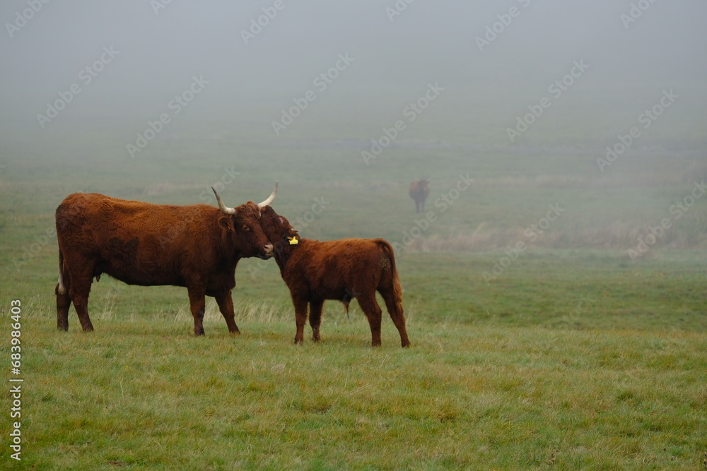 cows in the field