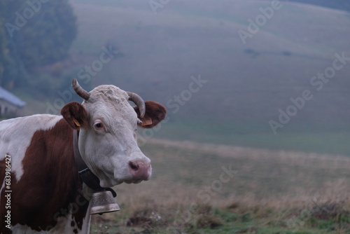 cow on a pasture