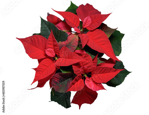 poinsettia flower with red and green leaves, symbol of Christmas, European spurge, star of Bethlehem, European poinsettia, top view, png, Flores de Noche Buena