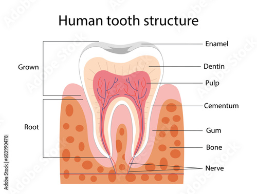 Human tooth structure vector concept
