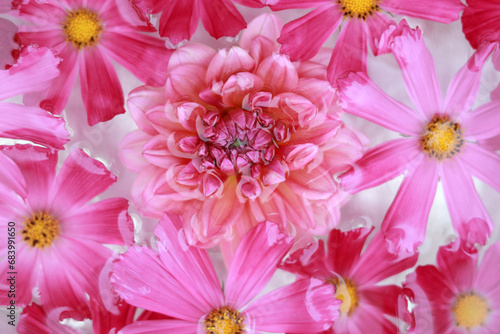Pink Dahlia flower head. Abstract background of closeup of beautiful pink flower. Dahlia background texture. Flowers Background. Garden Cosmos or Mexican aster. Petals. 