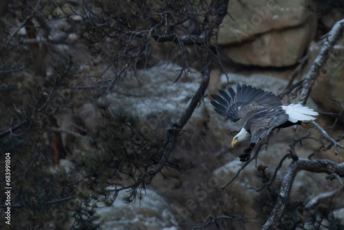 Bald Eagles