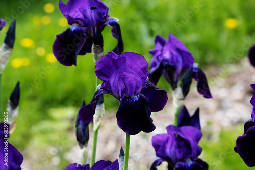 massed planting of the flowers of Iris blue flag, harlequin blueflag (Iris versicolor) photo