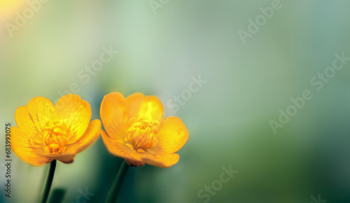 Beautiful  summer yellow wildflowers