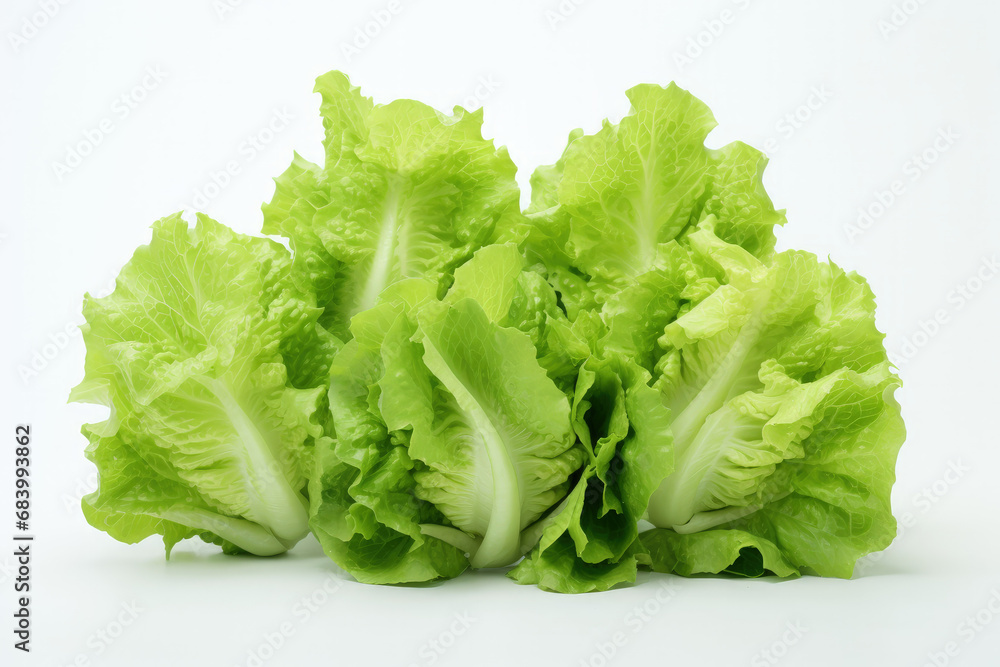 Fresh butterhead lettuce isolated on white, crisp green leaves, perfect for healthy salads, crisp and vibrant Fresh butterhead lettuce isolated on white, crisp green leaves, perfect for healthy salads, crisp and vibrant