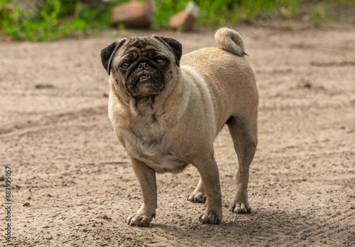 a pug stands on a path in a village in summer 1