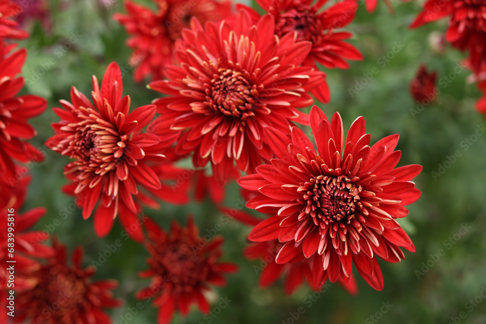 Flower of red Chrysanthemum on a green background. Bouquet of autumn Chrysanthemum. Red flowers. Flower of red Chrysanthemum on a green background. Bouquet of autumn Chrysanthemum. Red flowers.