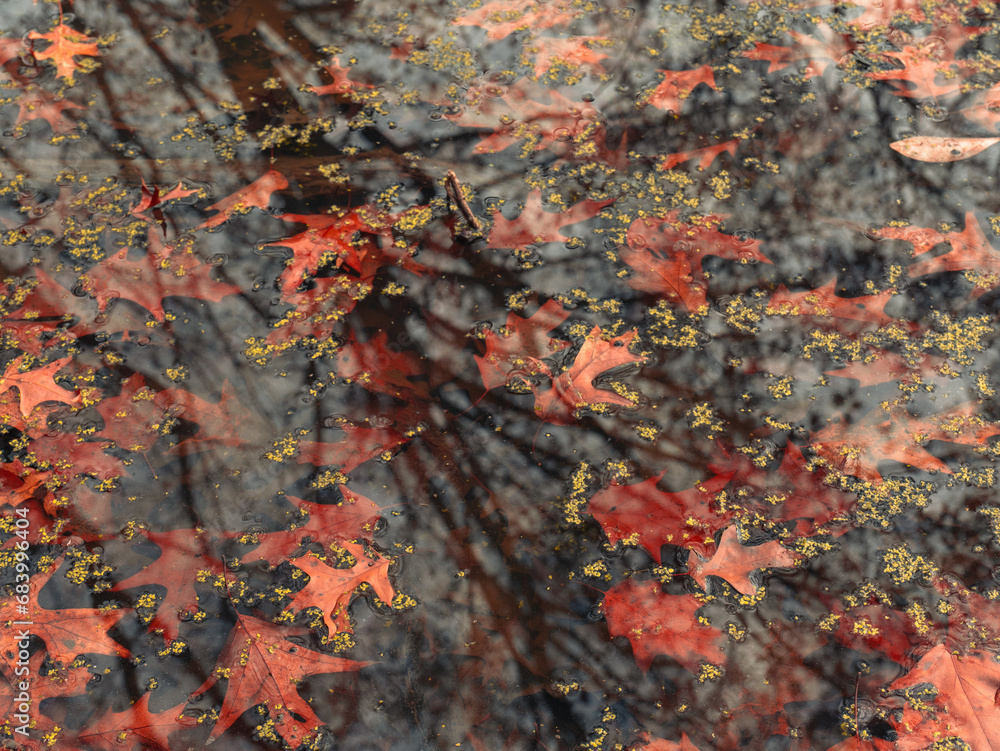 Reflection of Tree in Pond
