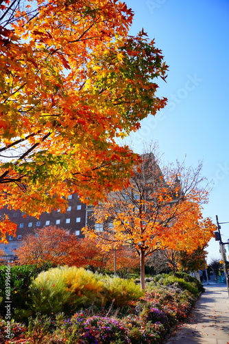 University of Pennsylvania Fall colorful foliage autumn landscape  