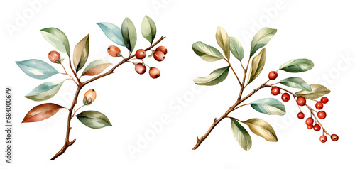 Branch with coffee beans, watercolor clipart illustration with isolated background photo