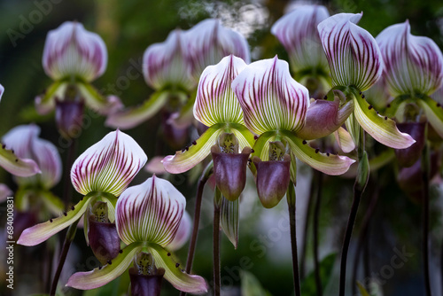 Lady's slipper orchids or Paphiopedilum callosum Rchb Stein flowes in full bloom the native epiphyte plant to tropical rainforest of Southeast Asia