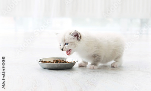 Adorable White Kitten Sniffs A Food In A Bowl And Moewing In A Light Apartment