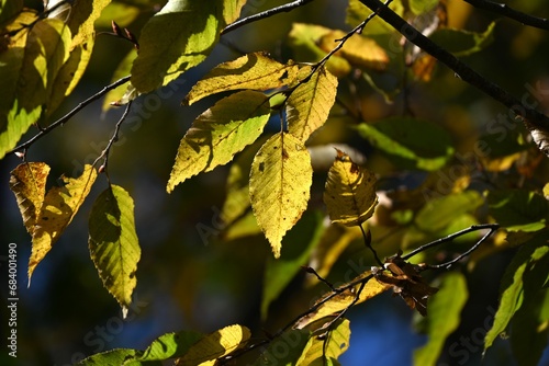 Chonowski's hornbeam ( Carpinus tschonoskii ) yellow leaves and ripe fruit spikes. Betulaceae deciduous tree. The fruit is a nut that ripens around October. photo