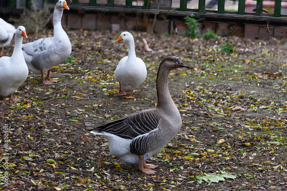 Fototapeta premium Flock of geese in the fall