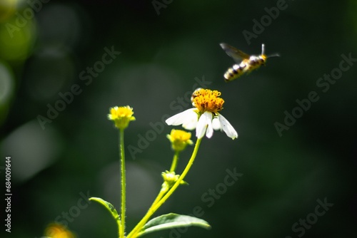 A closeup of a sweat bee flying through the air after sucking nectar from a bidens pilosa flower. photo