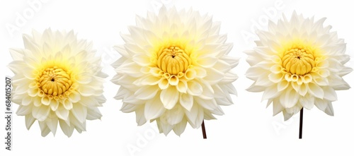 Experience the Pure Elegance: Trio of Pristine White Dahlia Flowers Generative AI