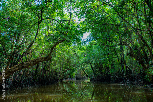 Mangrove forest and jungle river cruise, Ngerbekuu Nature Reserve, Ngiwal state, Palau, Pacific