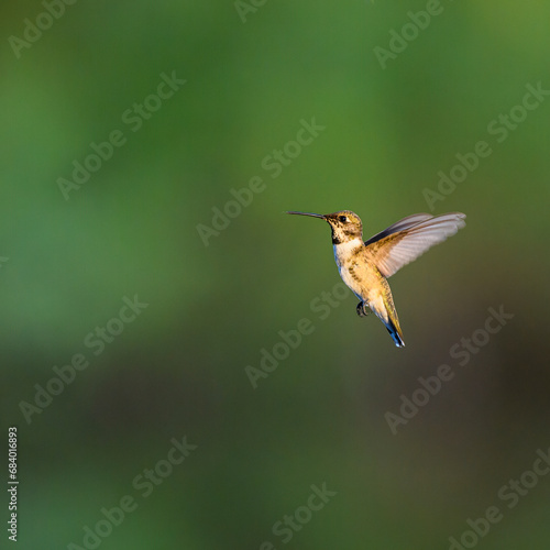 Anna's Hummingbird