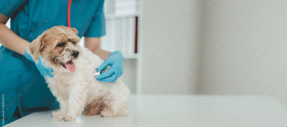 Φωτογραφία Veterinarian is working in animal hospital, A veterinarian is examining a dog to see what disease it is suffering from, The little dog was being examined by a veterinarian at a clinic