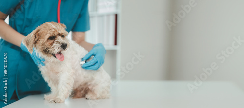 Veterinarian is working in animal hospital, A veterinarian is examining a dog to see what disease it is suffering from, The little dog was being examined by a veterinarian at a clinic. photo