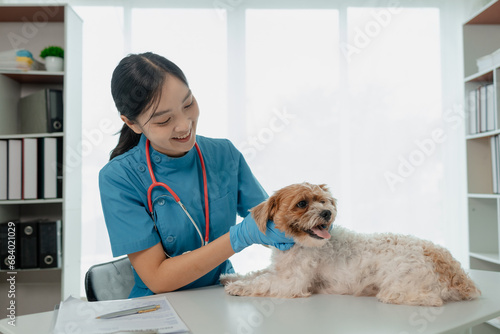 Fototapeta Naklejka Na Ścianę i Meble -  Veterinarian is working in animal hospital, A veterinarian is examining a dog to see what disease it is suffering from, The little dog was being examined by a veterinarian at a clinic.