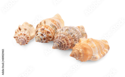 Beautiful seashells isolated on white. Beach objects