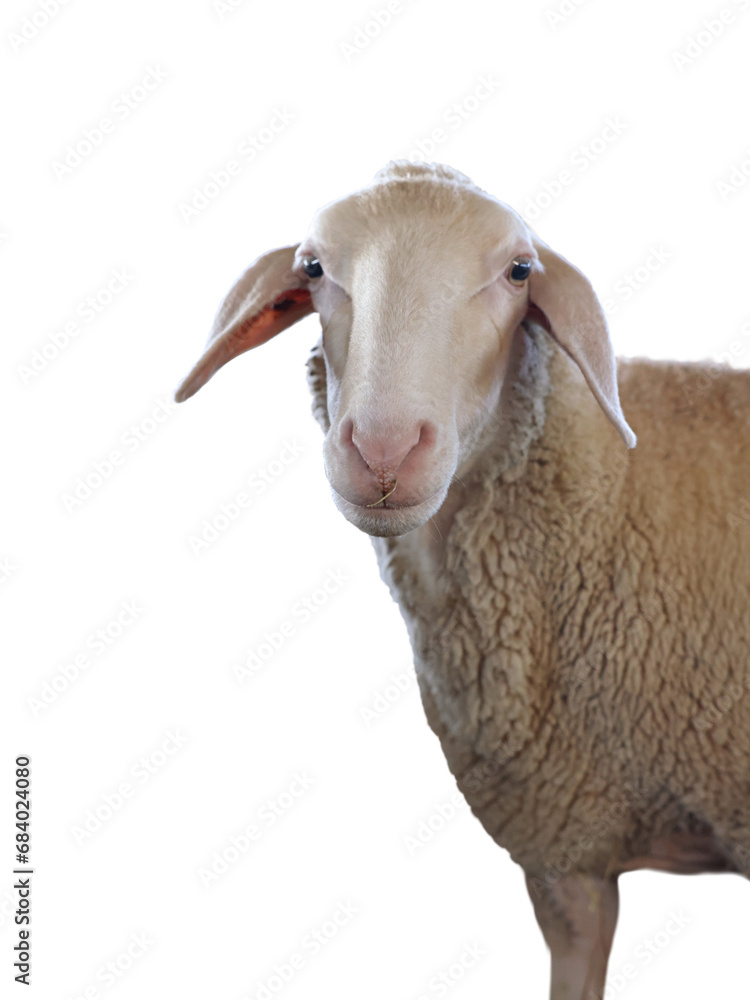 Cute sheep isolated on white. Farm animal Cute sheep isolated on white. Farm animal