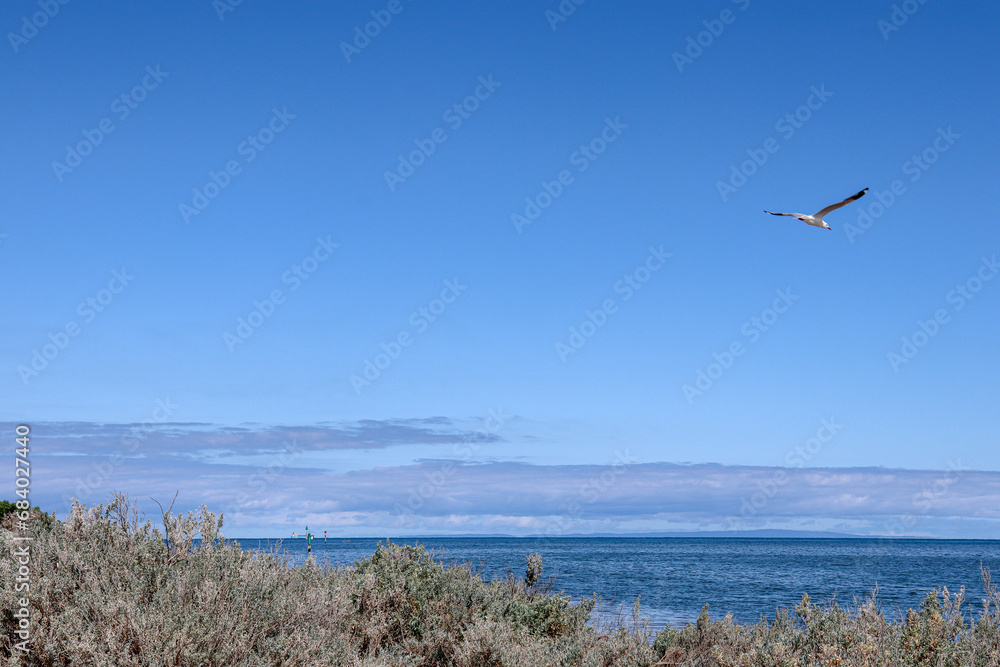 view of the beach with seagull in the air above the sea view of the beach with seagull in the air above the sea