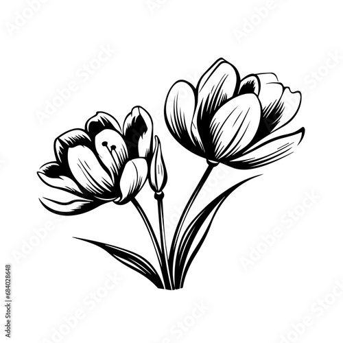 Crocus Flowers