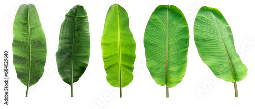 Isolated collection banana leaf on white background