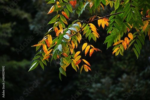 Japanese wax tree autumn leaves. This tree has been cultivated since ancient times to extract wax from its fruit, which is used as a raw material for Japanese candles and cosmetics. photo
