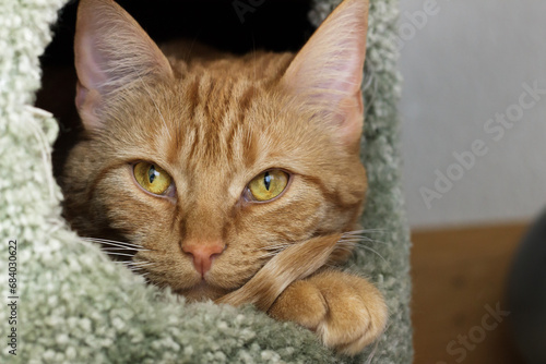 Quadro su tela Red tabby cat curled up in a hole in a cat pole