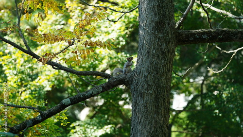 One little squirrel climbing on the tree
