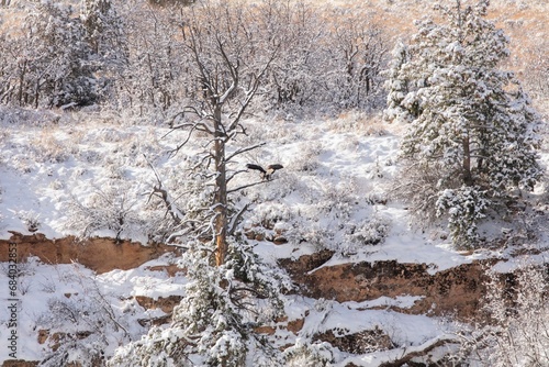 Currant Creek Wildlife, Bald Eagles