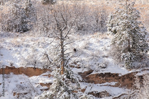 Currant Creek Wildlife, Bald Eagles