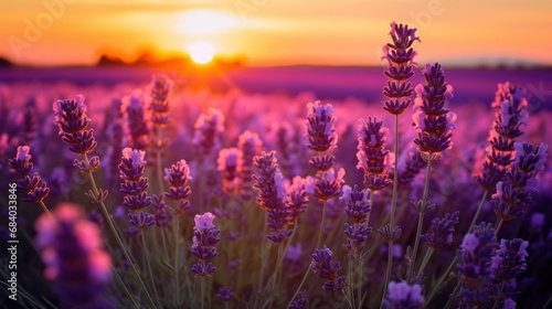 a field of purple flowers with the sun setting behind it