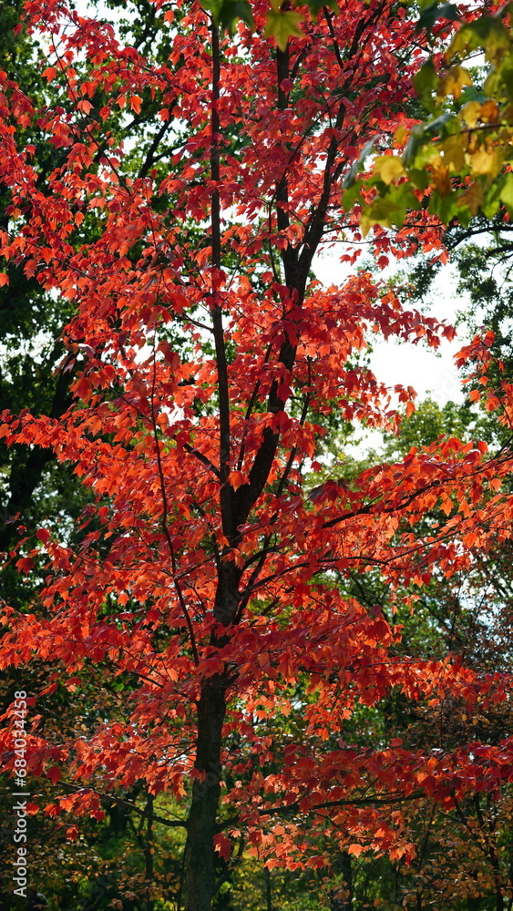 The colorful and beautiful leaves on the trees in autumn The colorful and beautiful leaves on the trees in autumn
