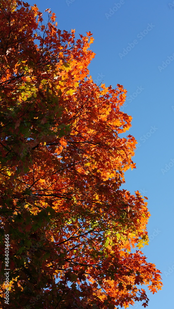 The colorful and beautiful leaves on the trees in autumn The colorful and beautiful leaves on the trees in autumn