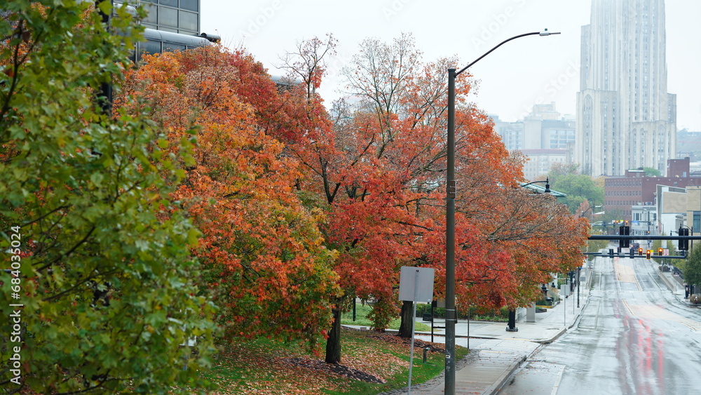 Obraz premium The colorful and beautiful leaves on the trees in autumn