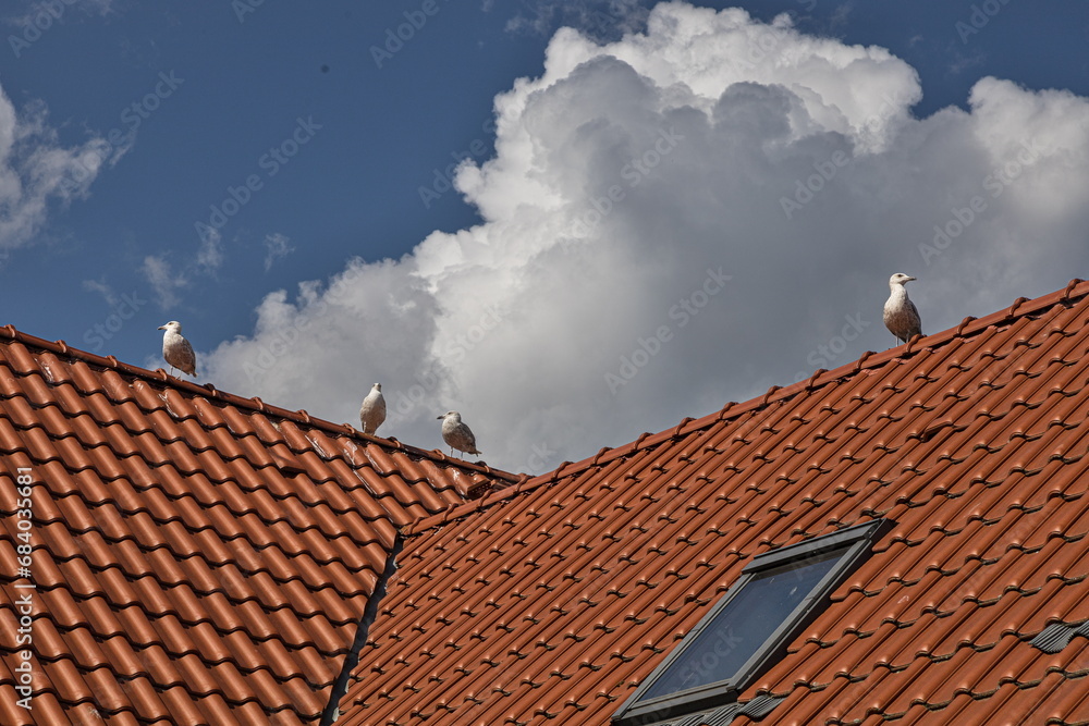 The gulls on the red rooftile in Gdansk