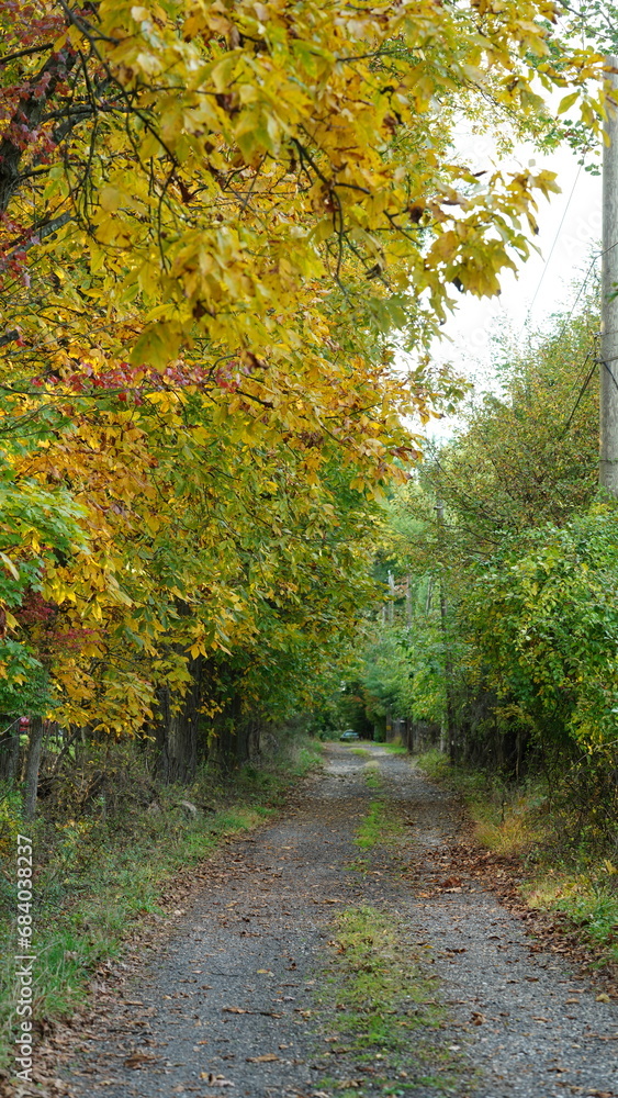 The colorful and beautiful leaves on the trees in autumn The colorful and beautiful leaves on the trees in autumn