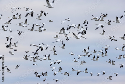 Snow goose (Anser caerulescens) autumn migration in Quebec, Canada photo